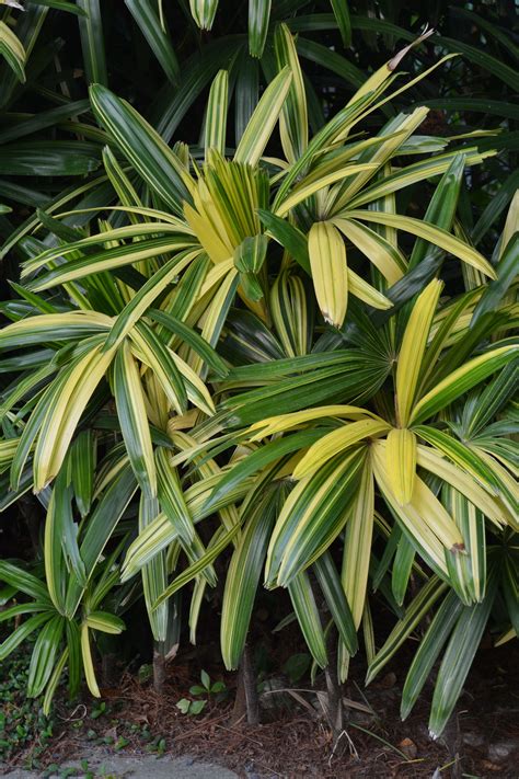 棕竹屬|棕竹 (Rhapis excelsa)